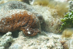 Actinopyga echinites
