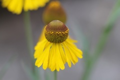 Helenium mexicanum