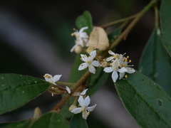 Asterolasia correifolia