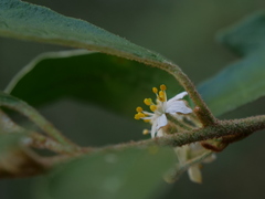 Asterolasia correifolia