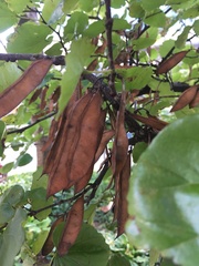Cercis canadensis