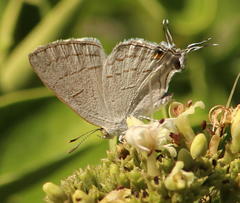 Hypolycaena philippus philippus