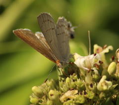 Hypolycaena philippus philippus
