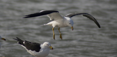 Larus atlanticus