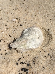 Crassostrea virginica