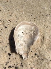Crassostrea virginica