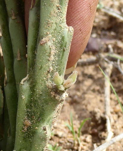 Ceropegia purpurascens subsp. purpurascens image