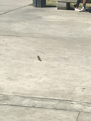 Passer domesticus