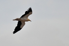 Neophron percnopterus