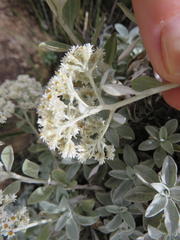 Helichrysum sutherlandii
