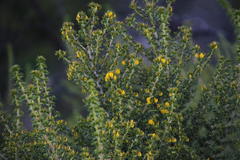 Aspalathus astroites