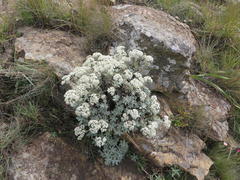 Helichrysum sutherlandii