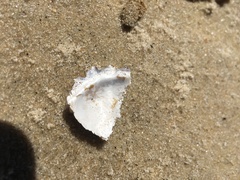 Mollusca