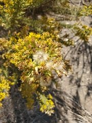 Ericameria ericoides