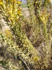 Ericameria ericoides