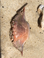 Callinectes sapidus