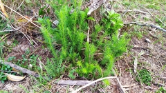 Baccharis ulicina