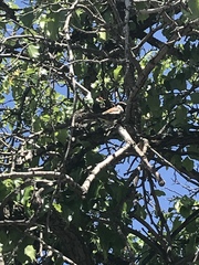 Passer domesticus