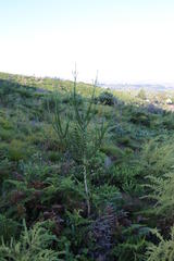 Aspalathus macrantha