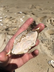 Callinectes sapidus
