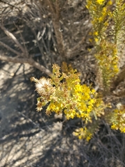 Ericameria ericoides