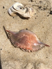 Callinectes sapidus
