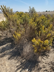 Ericameria ericoides