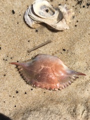 Callinectes sapidus