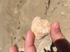 Ostreidae