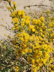 Lepidospartum squamatum