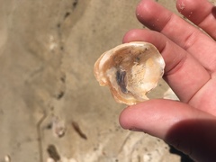 Ostreidae