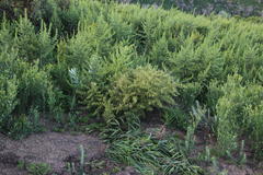 Aspalathus astroites