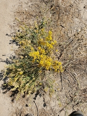 Lepidospartum squamatum