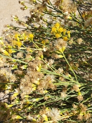 Lepidospartum squamatum