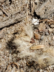 Lepidospartum squamatum