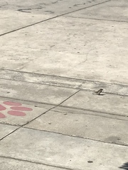 Passer domesticus