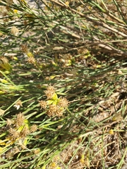 Lepidospartum squamatum