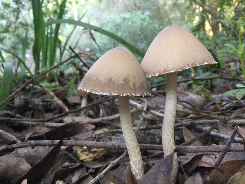 Tall Psathyrella