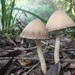 Tall Psathyrella - Photo (c) Warren Cardimona, some rights reserved (CC BY-NC), uploaded by Warren Cardimona