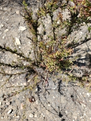 Eriogonum fasciculatum