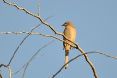 Hypocolius ampelinus