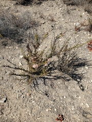Eriogonum fasciculatum