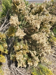 Ericameria ericoides