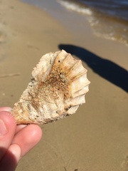 Crassostrea virginica