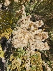 Ericameria ericoides