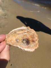 Crassostrea virginica