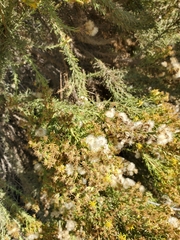 Ericameria ericoides