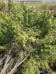 Baccharis pilularis