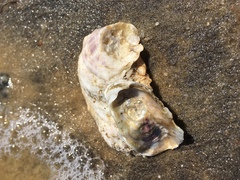 Crassostrea virginica