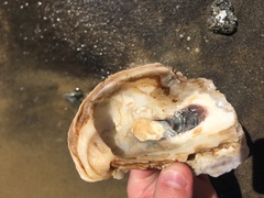 Crassostrea virginica